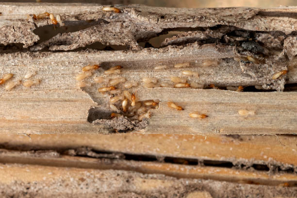 Best Wasp Removal Services  in Lancaster, KY